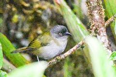 Chlorospingus semifuscus