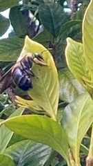 Xylocopa virginica