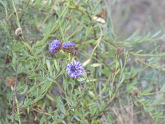 Globularia