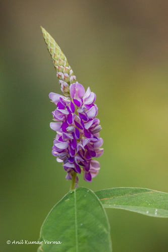 Grona heterocarpos