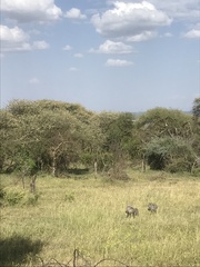 Phacochoerus africanus