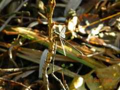 Chalcolestes parvidens