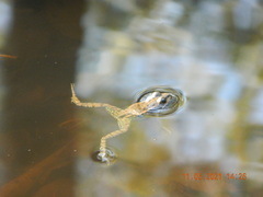 Pelophylax ridibundus