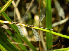 Chalcolestes parvidens