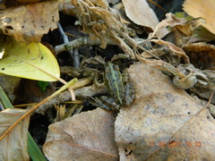 Pelophylax ridibundus