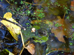 Pelophylax ridibundus