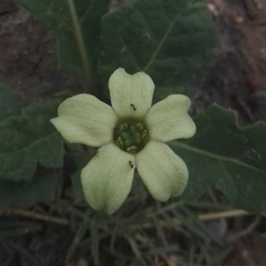 Jaborosa runcinata