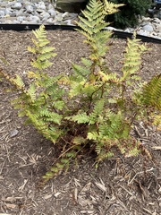 Dryopteris erythrosora