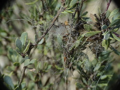 Stegodyphus lineatus