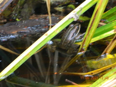 Pelophylax esculentus