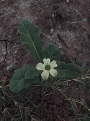 Jaborosa runcinata
