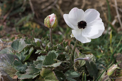 Ranunculus asiaticus