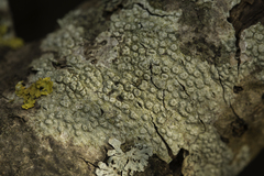 Pertusaria pertusa