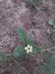 Jaborosa runcinata