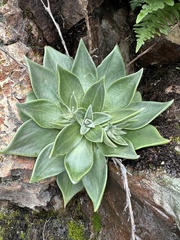 Dudleya cymosa