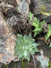 Dudleya cymosa