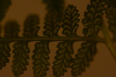 Anisocampium niponicum
