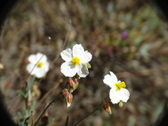 Cistus clusii