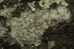 Pertusaria pertusa