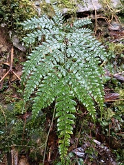 Arachniodes aristata