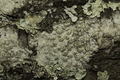 Pertusaria pertusa
