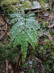 Arachniodes aristata