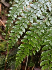 Arachniodes aristata