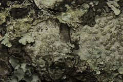 Pertusaria pertusa