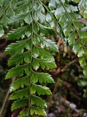 Arachniodes aristata