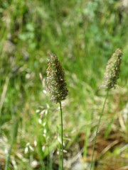 Phleum alpinum