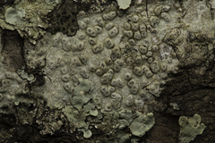 Pertusaria pertusa