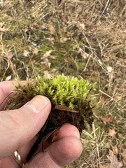 Aulacomnium palustre