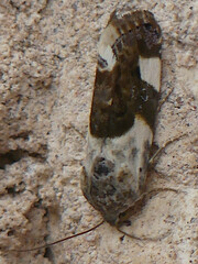 Acontia lucida