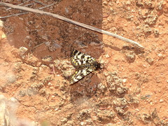 Eurranthis plummistaria