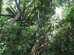 Sabal mauritiiformis