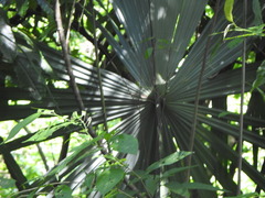 Sabal mauritiiformis