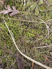 Aulacomnium palustre