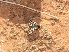 Eurranthis plummistaria