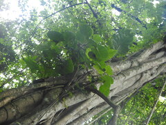 Moraceae