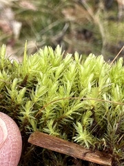 Aulacomnium palustre