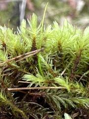 Aulacomnium palustre