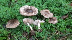 Pluteus ephebeus