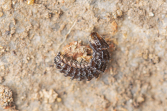 Abscondita