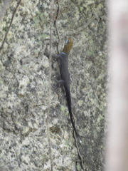 Gonatodes albogularis fuscus