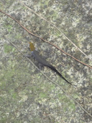 Gonatodes albogularis fuscus