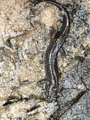 Desmognathus conanti