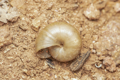 Macrochlamydinae