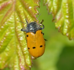 Lachnaia italica italica