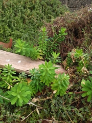 Euphorbia azorica