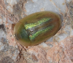Cassida vittata
